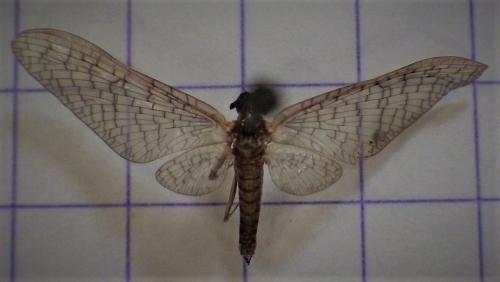 Ecdyonurinae